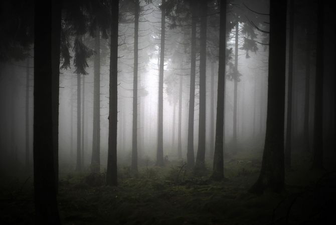 Как сделать красивые фотографии в лесу